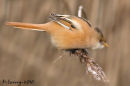 Female Bearded tit