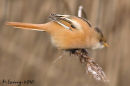 Female Bearded tit