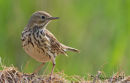Medow Pipit
