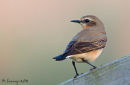 Wheatear