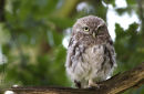 little owl