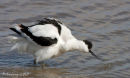 Avocet