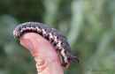 Convolvulus hawk-moth caterpillar