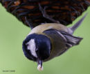 Great tit with fly on its head!