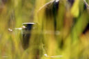 photographer