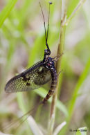 Mayfly