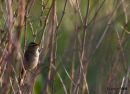 Sedge warbler