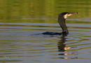 cormorant