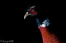 A sneaking Pheasant!