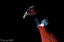 Pheasant
