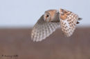 Barnowl