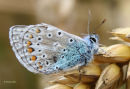 Butterfly (Lysandra coridon)