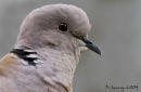 Collared dove