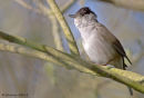 blackcap