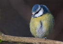 bluetit