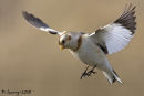 Snow bunting in flight