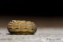 Sleeping Caterpillar
