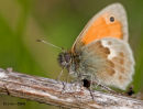 Small heath butterfly