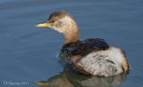 Close up of a Dab chick