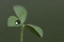 Clover