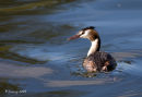 Great crested grebe