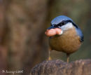 Nuthatch mkII