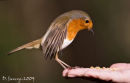Robin feeding