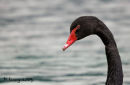 Black swan