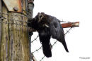 Dead crow
