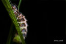 Female Glow-worm, Lampyris noctiluca