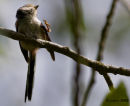 Long tailed tit waving at camera