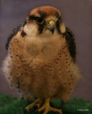 A Falcon