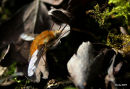 A Bee-fly