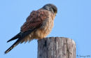 Kestrel