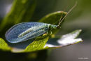 Lacewing