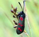 Burnett Moth