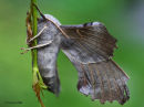 Poplar Hawkmoth