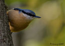 A Nuthatch