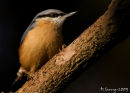 Nuthatch