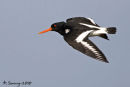 Oyster catcher