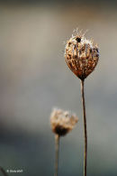 Frosty plant