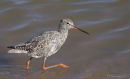 redshank