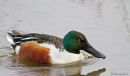 Shoveller duck
