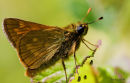 A Skipper butterfly