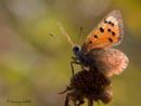 Small copper