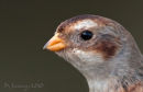 Portrait of a Snow bunting