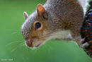 Cheek at the feeders