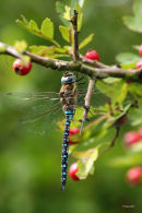 Migrant hawker