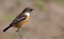 Stonechat close up