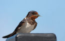 Swallow close up